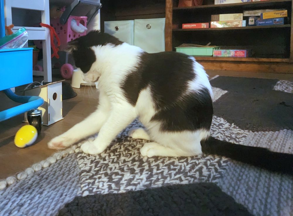 A white and black kitten playing with a plastic Easter egg