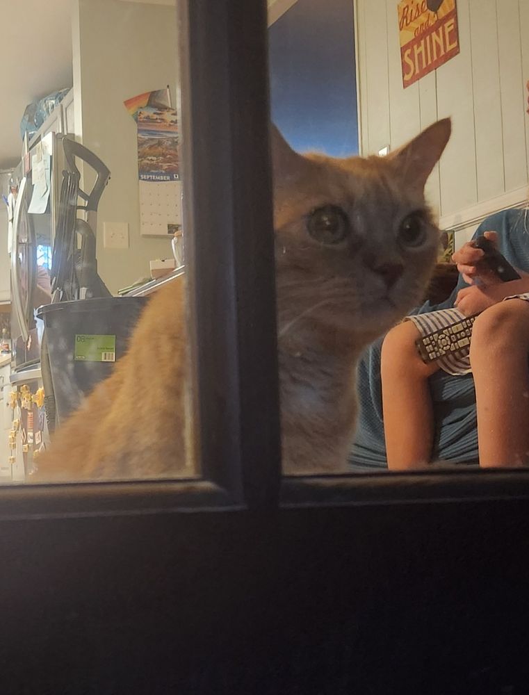 An orange cat staring through the windows of a door with confusion in her otherwise empty gaze