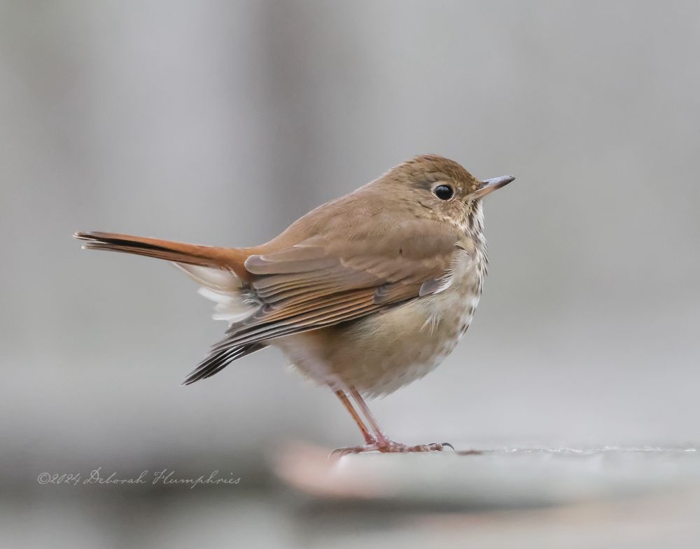 Hermit Thrush stands on railing of trail bridge. 