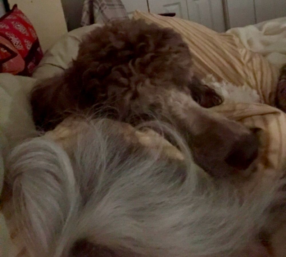 Buttercup, a brown and white standard poodle, is sleeping peacefully while using my head as her pillow. The pile of gray hair is me. 