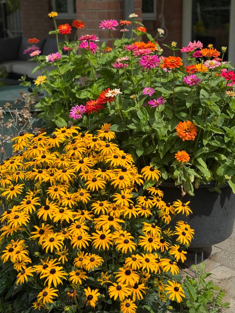 A giant, brilliant yellow echinacea, and giant pot of rainbow coloured potted chrysanthemums.  