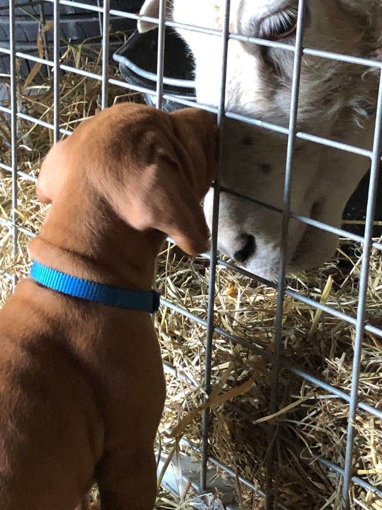 A 7 week old vizsla puppy sniffing the giant head of a ewe inside the barn through a sturdy, metal panel fence.  