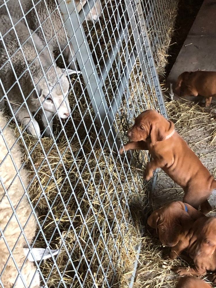 Freddie (blue collar) and his brother checking out the new lambs with their ewe close by in the barn through the metal panel fence.  