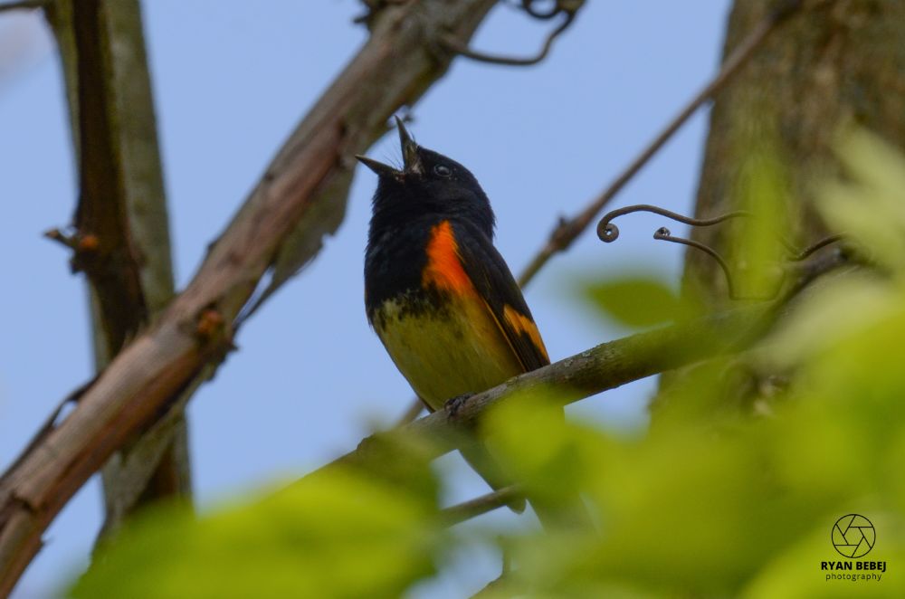 Male American redstart singing