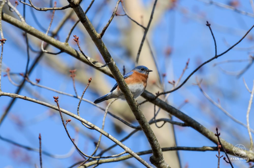 Eastern bluebird perched on a branch