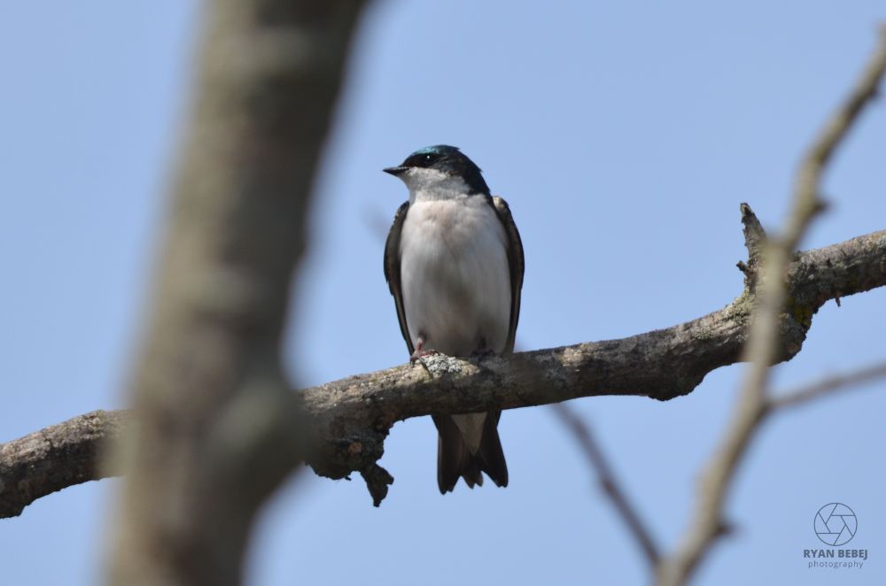 Tree swallow perched in a bare tree