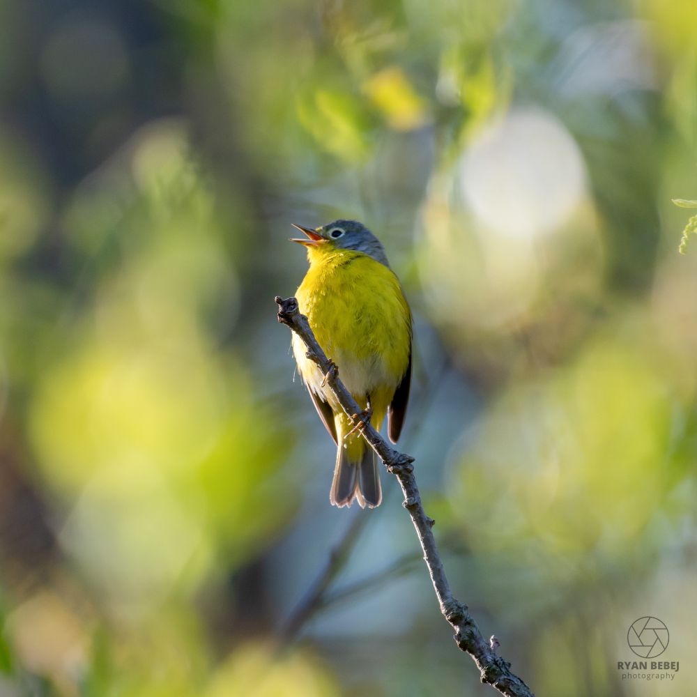 Nashville warbler perched on a twig while sweetly singing
