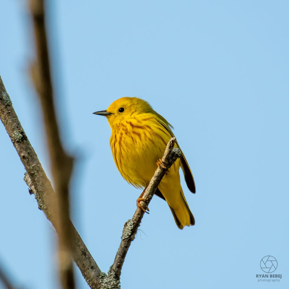 Bright yellow warbler with rusty streaks on its breast, perched on a small twig against a light blue sky