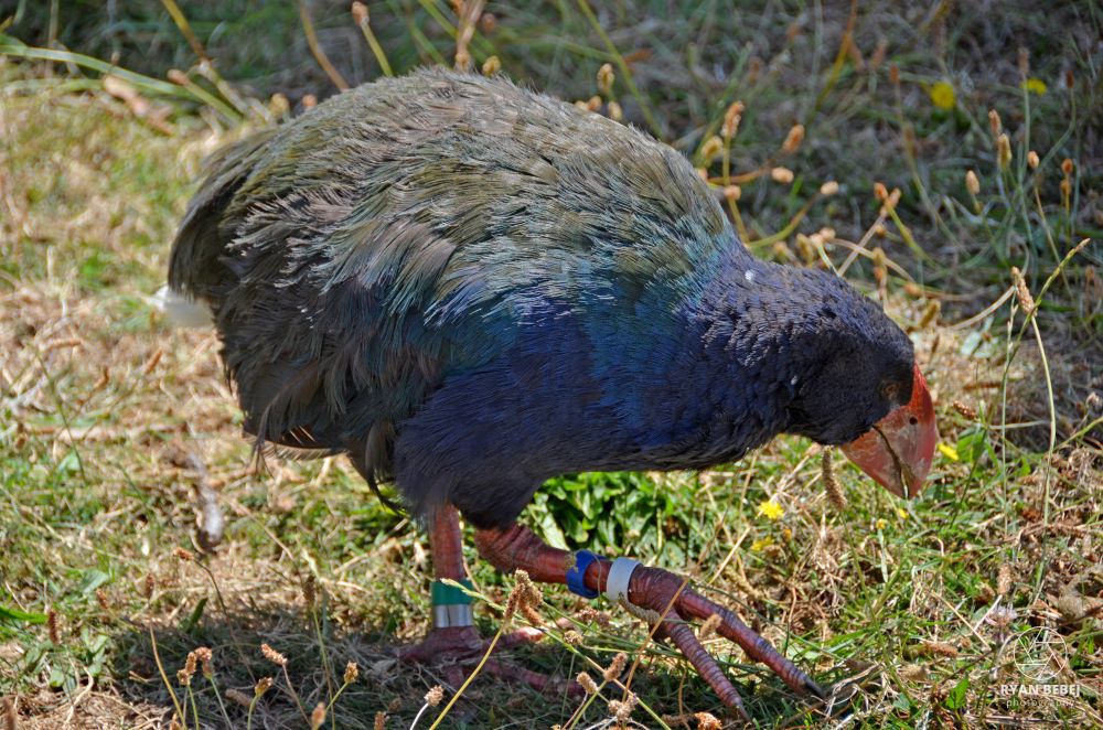 Adult South Island takahē