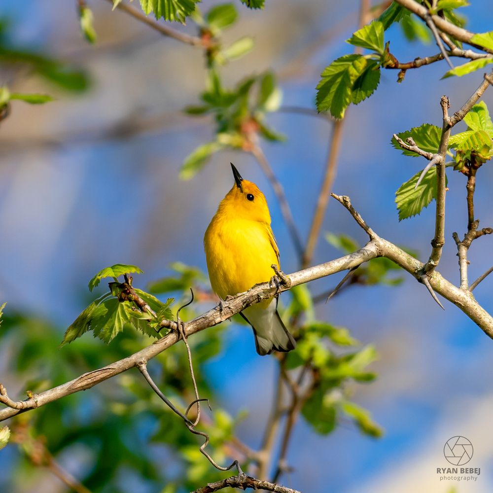 Bright yellow prothonotary warbler looking up curiously