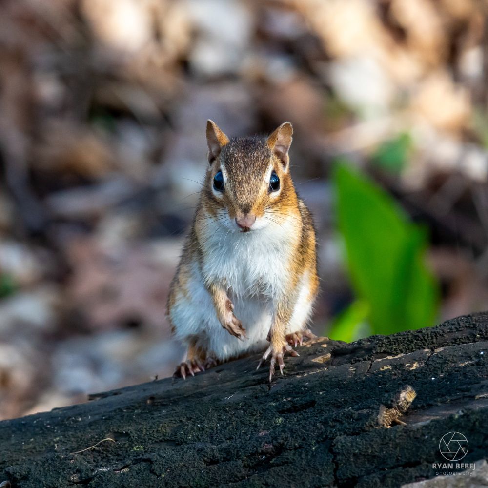 Eastern chipmunk sitting on a dark log and looking straight at the camera