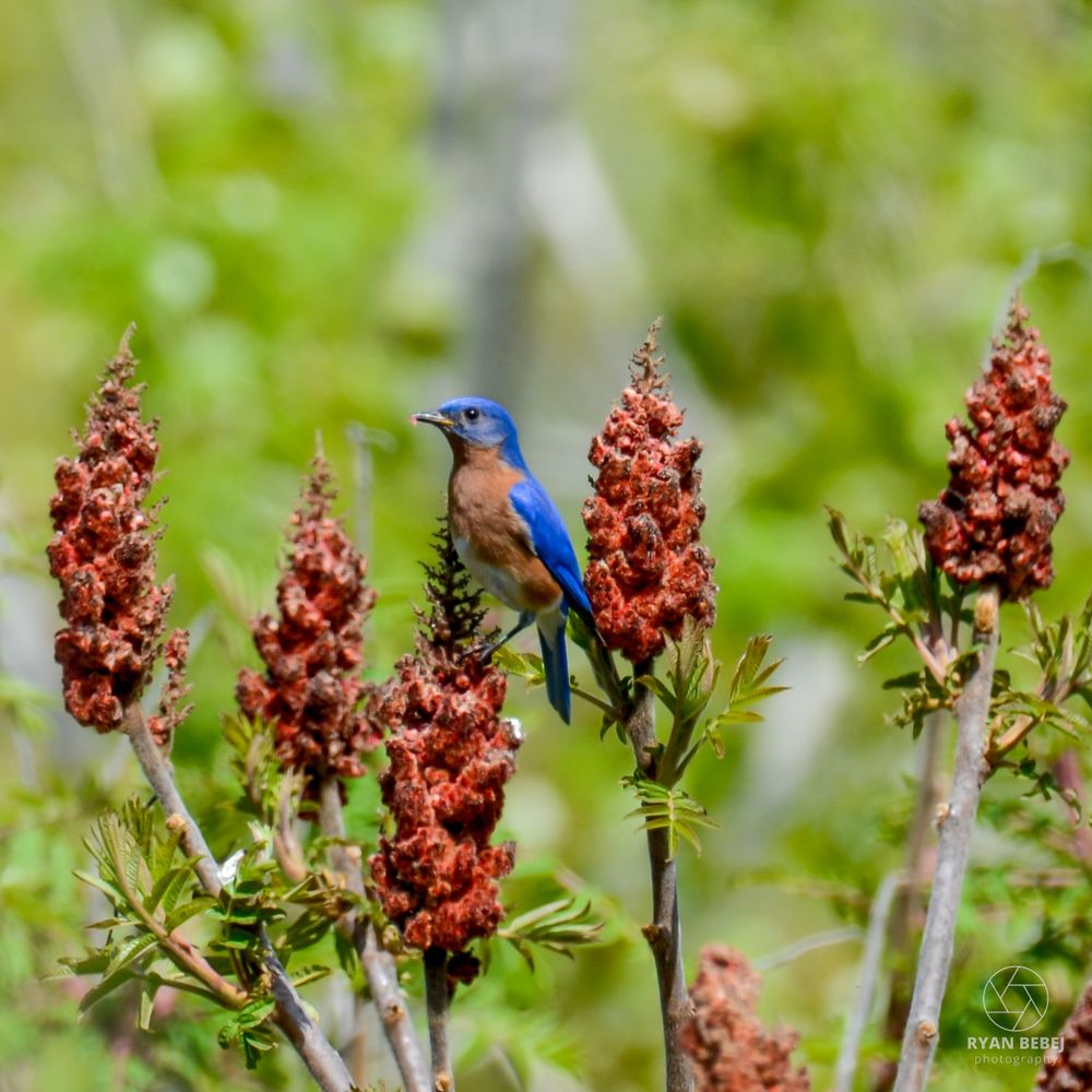 Male eastern bluebird foraging in a sumac tree