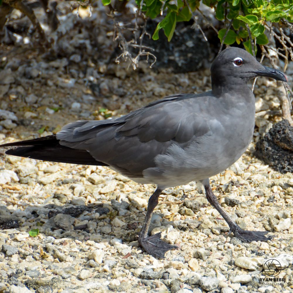 Black lava gull strutting along a rocky shore on Isla Genovesa in the Galápagos Islands
