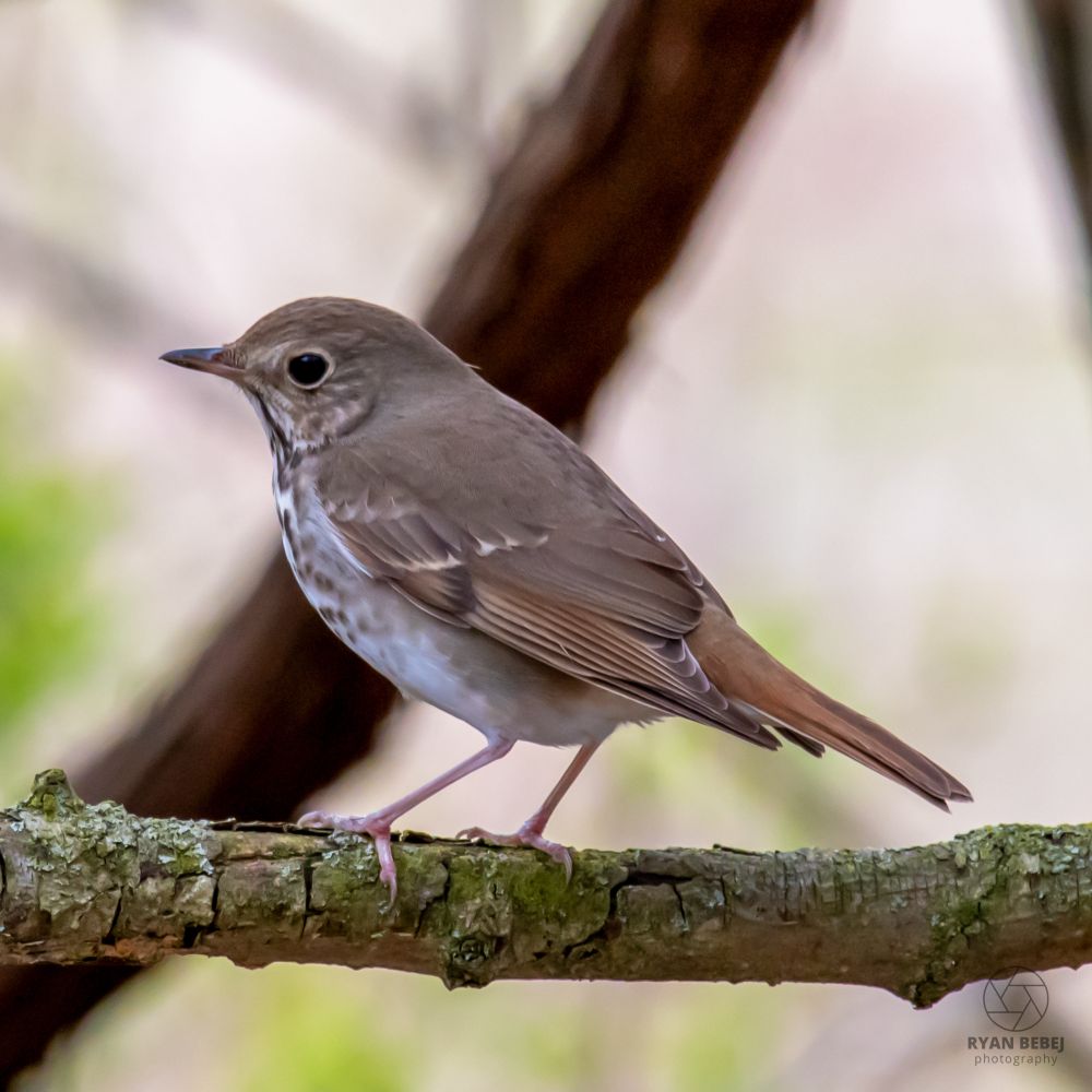 Hermit thrush with its rusty tail perched on a branch