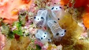 image of skeleton panda sea squirts