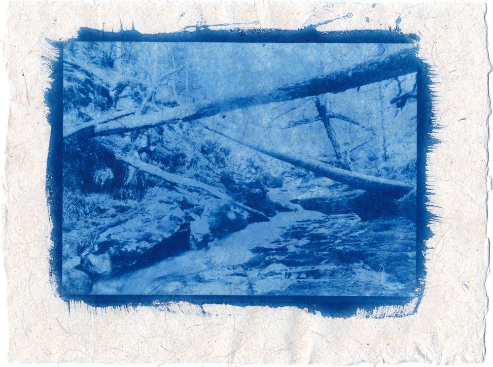 cyanotype. Millburn a hidden woodland stream. Its waters eventually enter the sea, but higher up they feed the pipes that supply the house. It's a chaotic place of fallen trees, boulders steep overhanging cliffs and slopes.