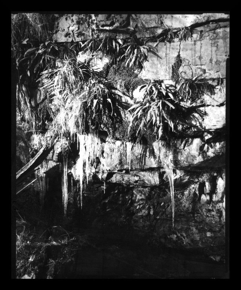 Black & White image taken on a 4x5 camera.

Icicles and ferns drape a small rock wall deep in the gorge, above the small stream that flows through it.  The sunlight illuminates the scene.