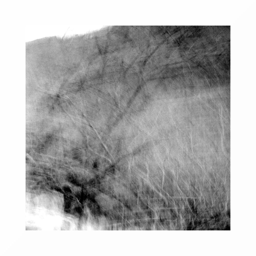 Black & White image. Square format.

A happy accident of motion blur. Many tree branches create a web of movement.