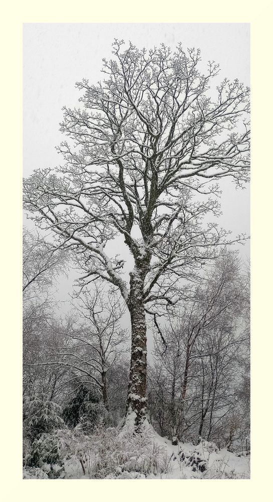 Sycamore in the snow.