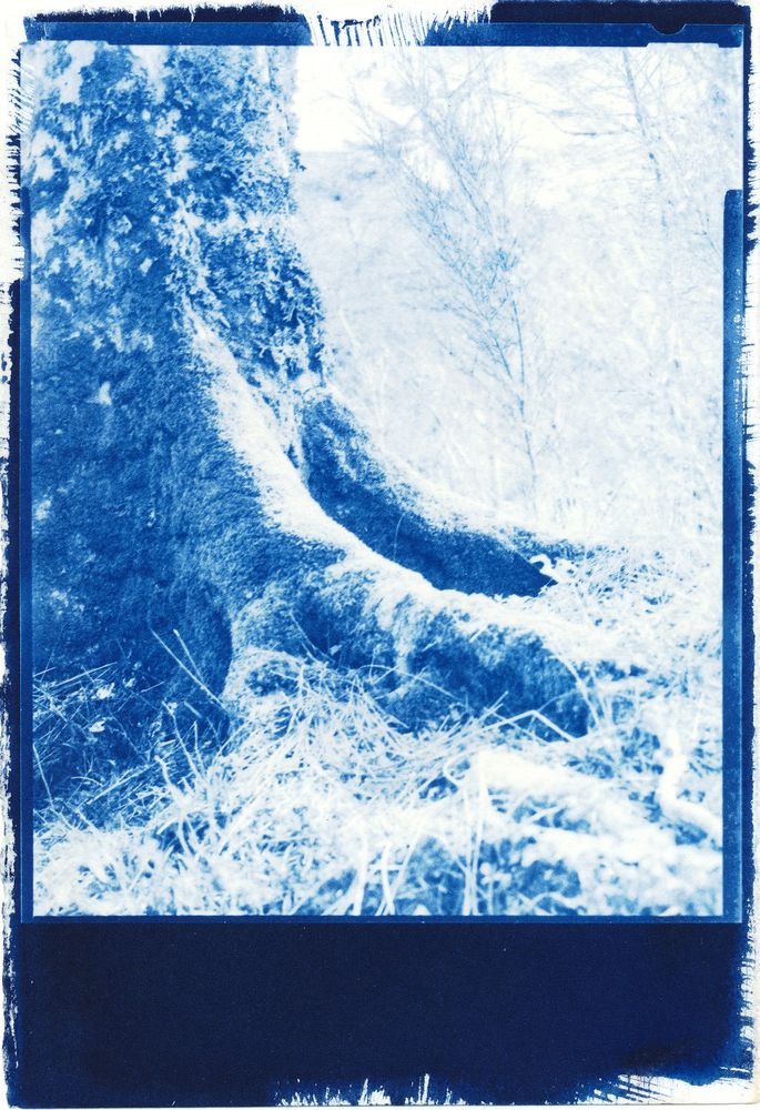 cyanotype. Buttress roots holding steadfastly to the ground and supporting the 30m high sycamore in the garden.