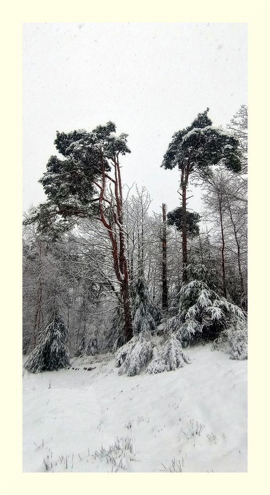 Scots Pine in the snow.