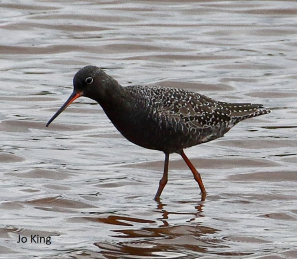 Fewer Spotted Redshanks