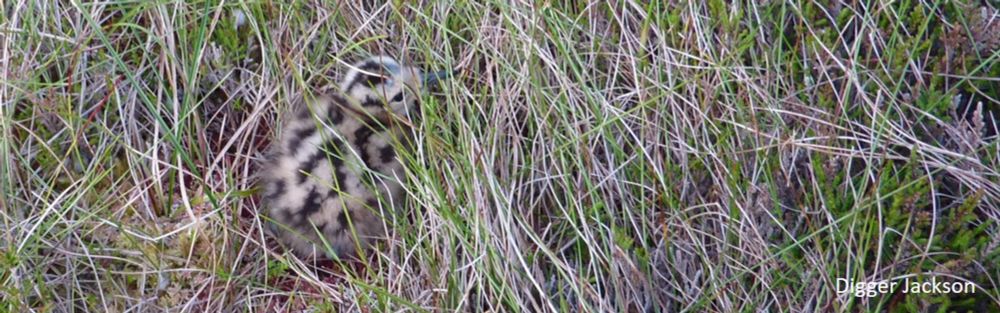 Establishing breeding requirements of Whimbrel