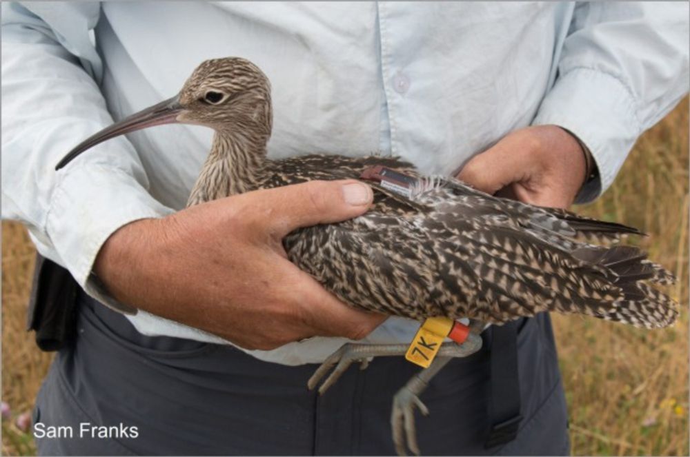 Will head-starting work for Curlew?