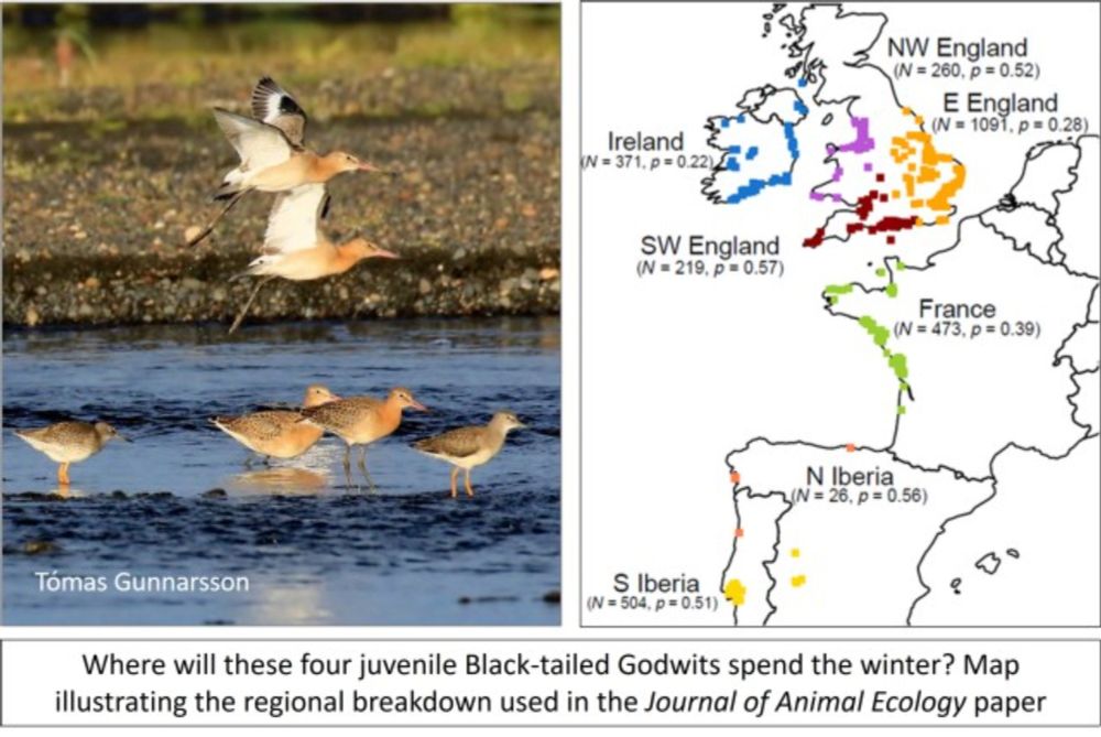 Juvenile settlement in Black-tailed Godwits