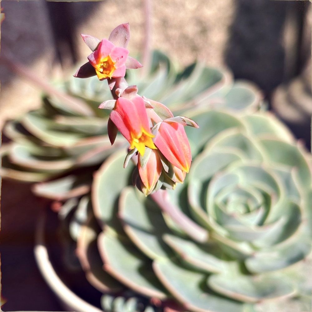 花が咲いた多肉の写真