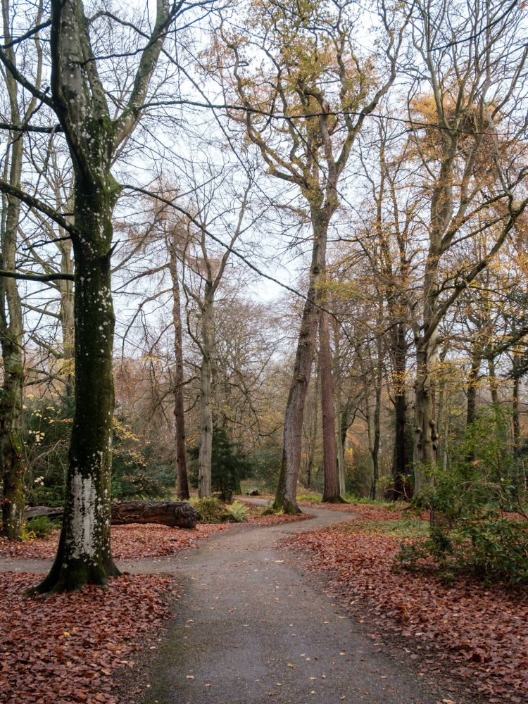 A winding path through a wooded area, featuring tall trees with bare branches and scattered autumn leaves covering the ground. 