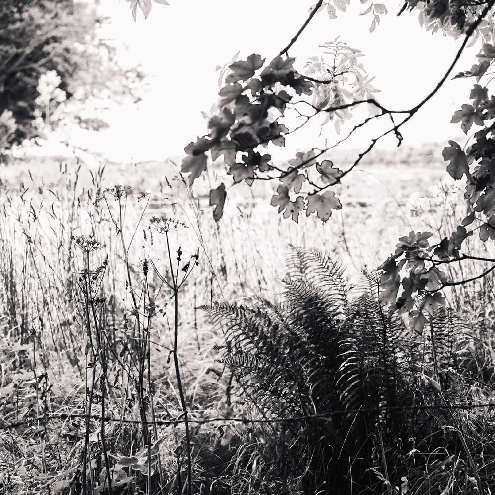 A black and white photograph of ferns and grasses framed by leafy tree branches and with a bleached out field and sky beyond. 