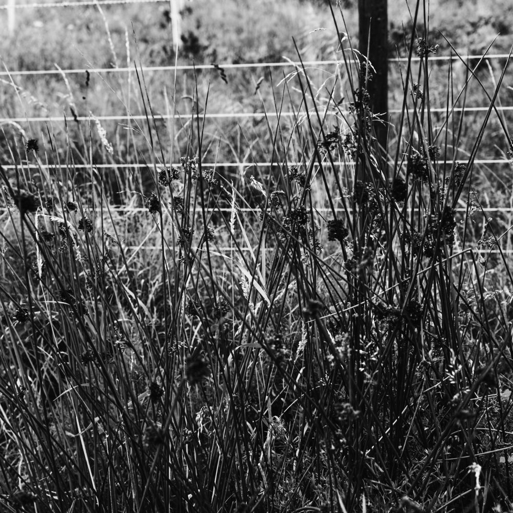 A black and white photograph of a post and wire fence on a grass verge. 