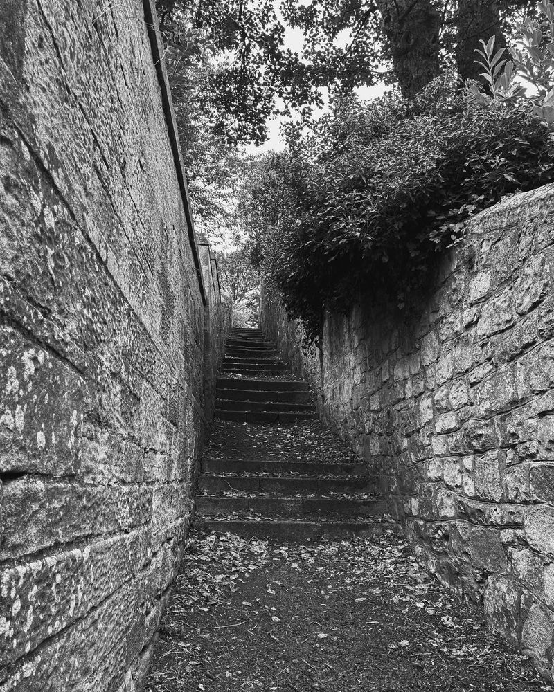 A black and white photograph of a footpath leading up a hill between two stone walls. A shrub is overhanging the path half way up. 