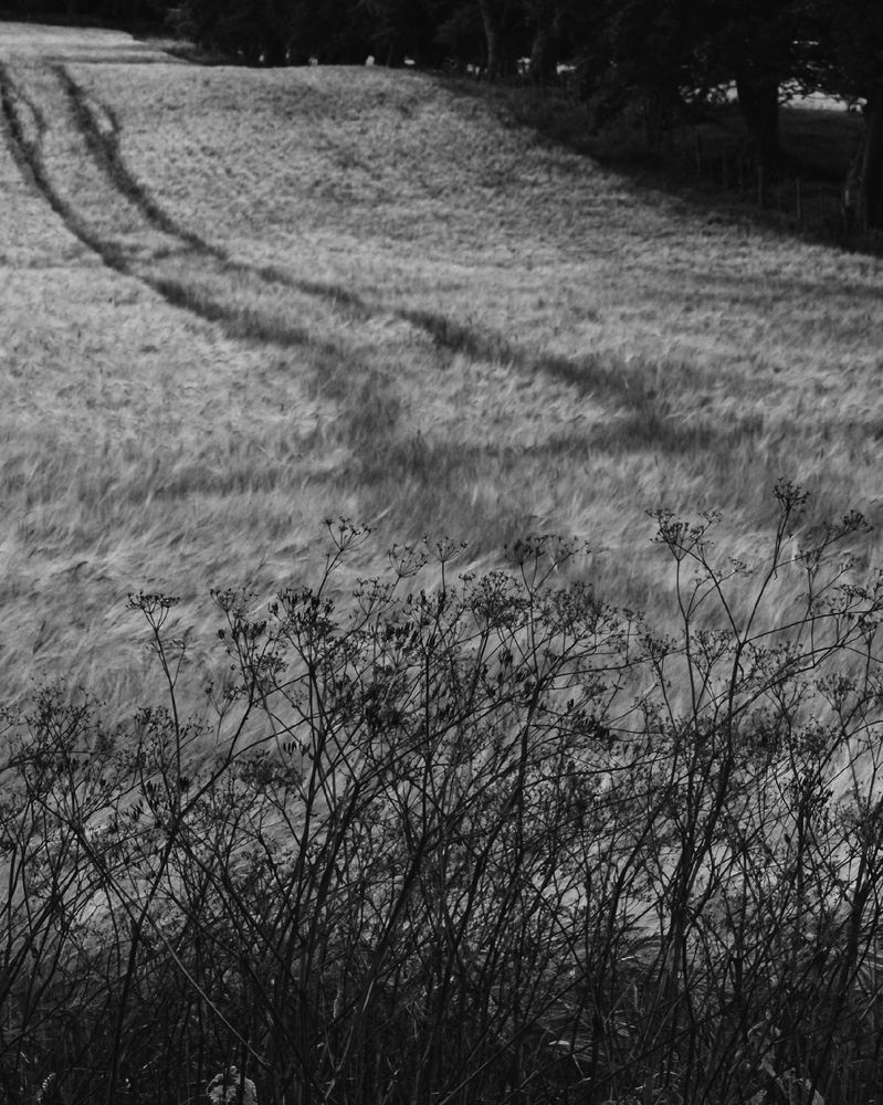 A black and white photograph of a straggly hedge with a barley field with quad tracks beyond. 