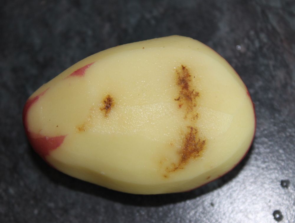 Author's image of peeled potato tuber showing early infection of Phytophthora infestans, the cause of potato late blight. Tracking of mycelial progress through tuber visible by potato resistance reaction.