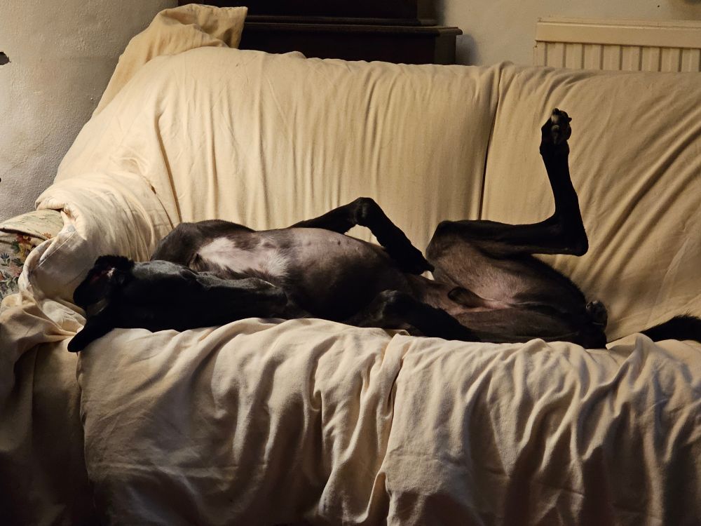 A black greyhound relaxing on a sofa.
