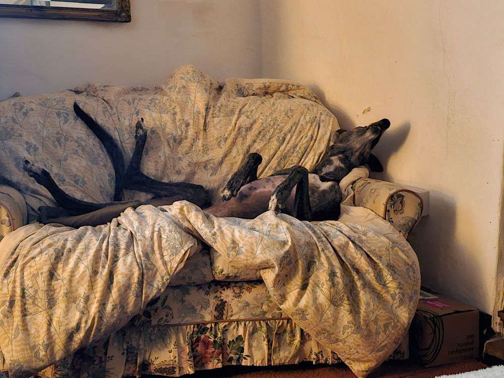 A brindle greyhound relaxing on a sofa