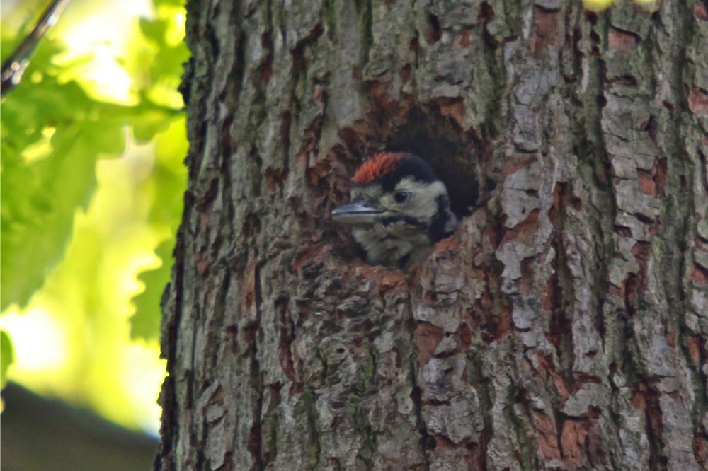 A juvenile Great Spotted Woodpecker peering out of a hole in a tree