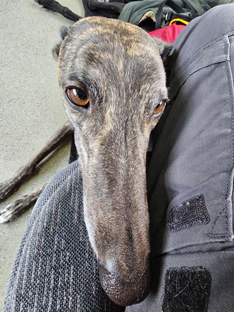 Close-up of a brindle greyhound, with its nose nearest the camera. His head is resting on a seat next to the photographer's leg.