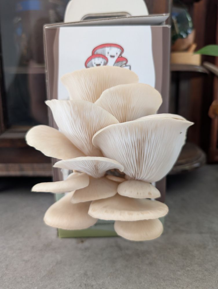 A flush of oyster mushrooms