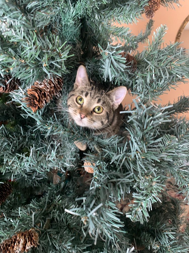 My cat poking her head out between the branches of the Christmas tree