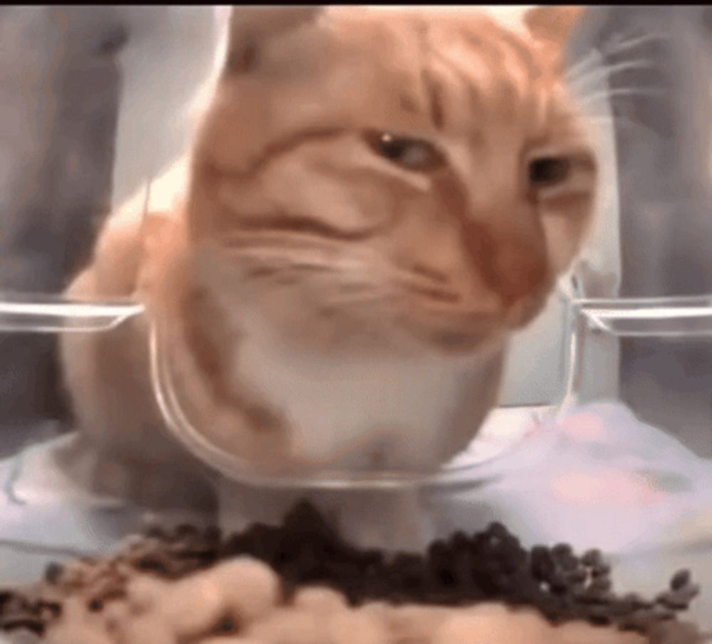 a close up of a cat eating food from a clear bowl