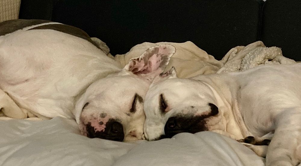 Two pups head to head