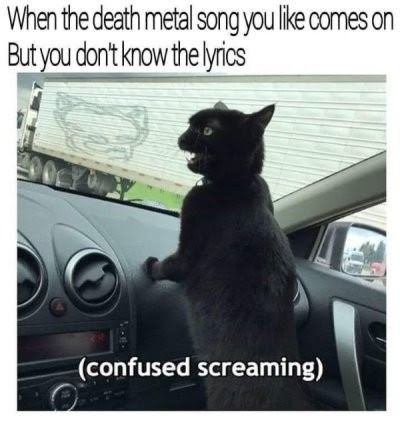 Meme. Top text: When the death metal song you like comes on but you don't know the lyrics." Below is a picture of a black cat standing up in a car, front paws on the dash, mouth open showing its little teeth. Below says "confused screaming."