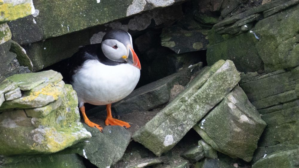 Puffin on the cliffs