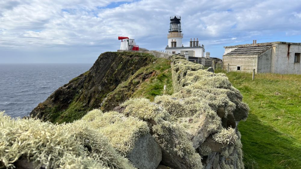 Lichen covered wall at Sumburgh Head