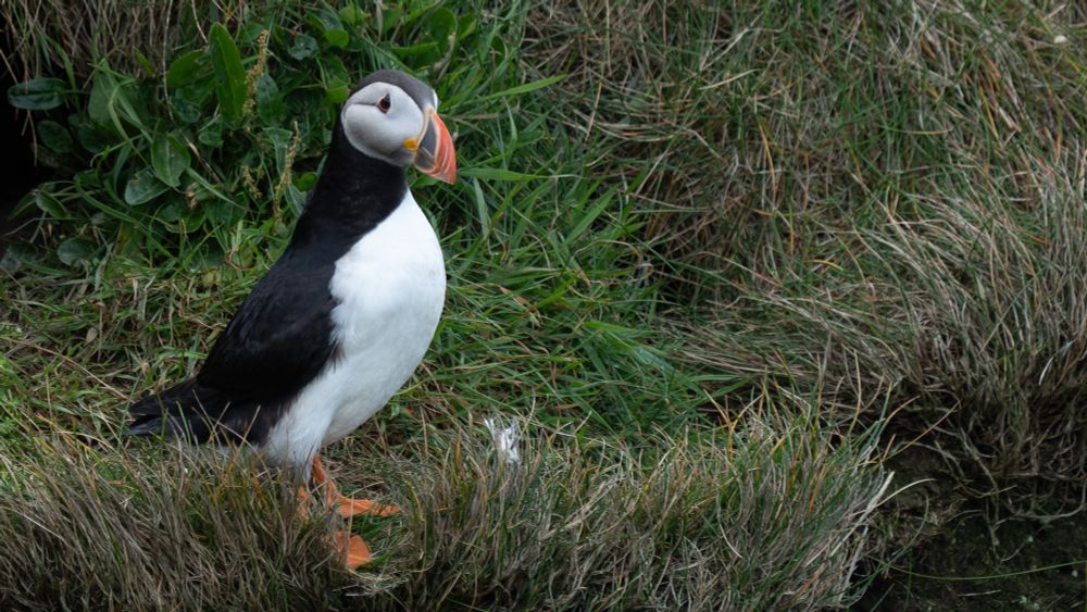 Puffin on the cliff top