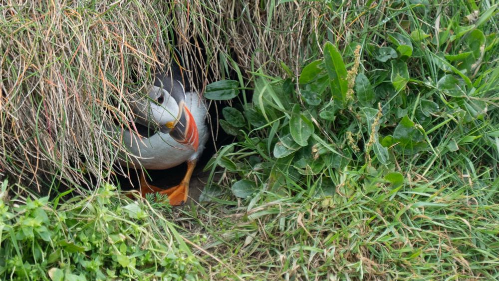 Puffin in hiding 