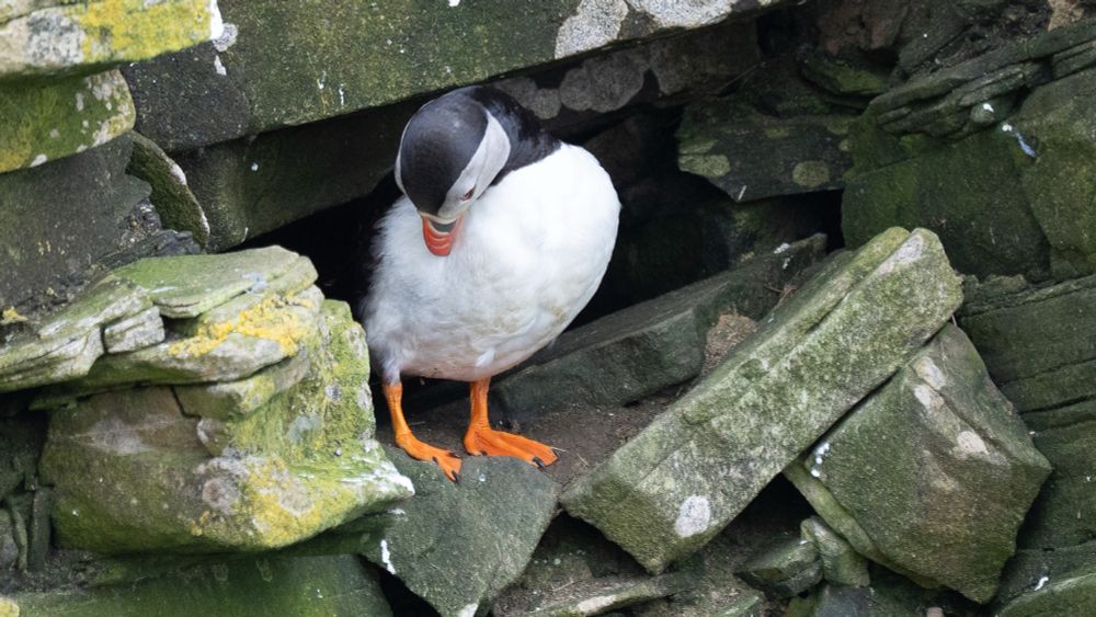 Puffin preening 